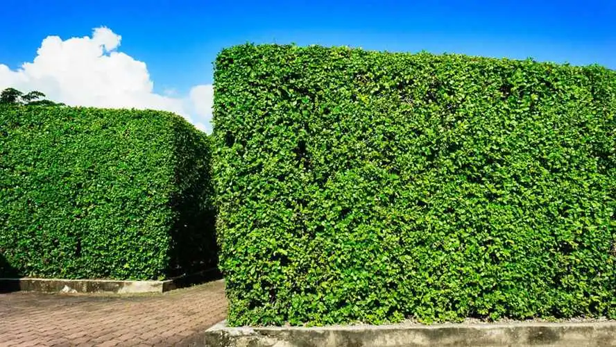 新疆绿化工程草苗采购网
